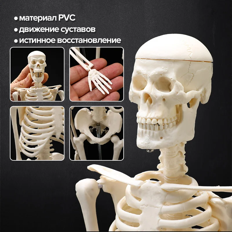 

Human Anatomical Bone Model 45CM High Medical Teaching Aid Anatomical Bone Model Quickly Shipped From Russian Warehouse