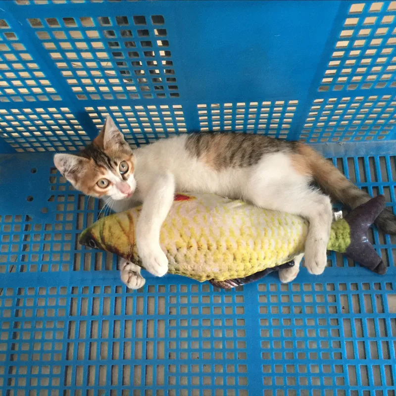 Мягкая Плюшевая креативная 3D игрушка для домашних животных в форме карпа рыбы