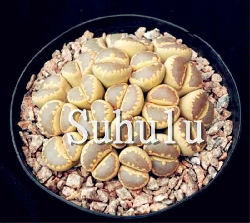 200 шт Искусственный литопс|Цветочные горшки и кадки| |