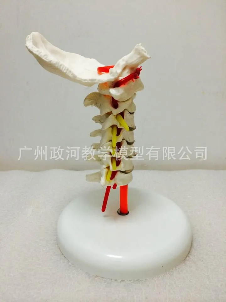 Модель медицинского скелета с каротитальной артерией и 7 ортопедами| |