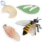 Моделирование животных модель насекомого фигурки мини пчелы цикл роста животных ПВХ игрушки Фигурки обучающий материал для детей детские подарки