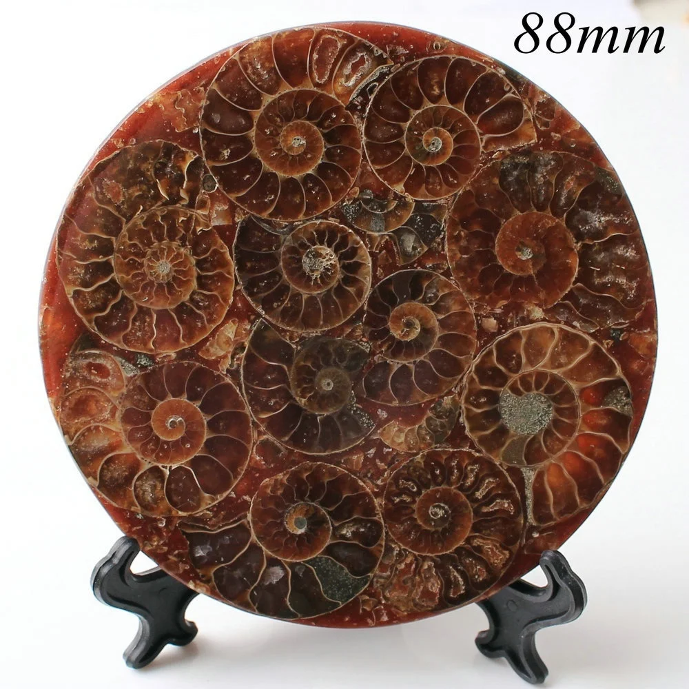 1 шт. аммонит Fossil Shell пластина Бесплатный диск коллекция домашний декор