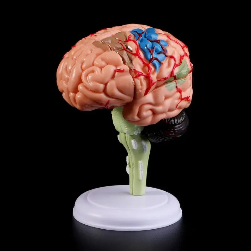 

4D Disassembled Anatomical Human Brain Model Anatomy Teaching Tool Statues Sculptures School Use