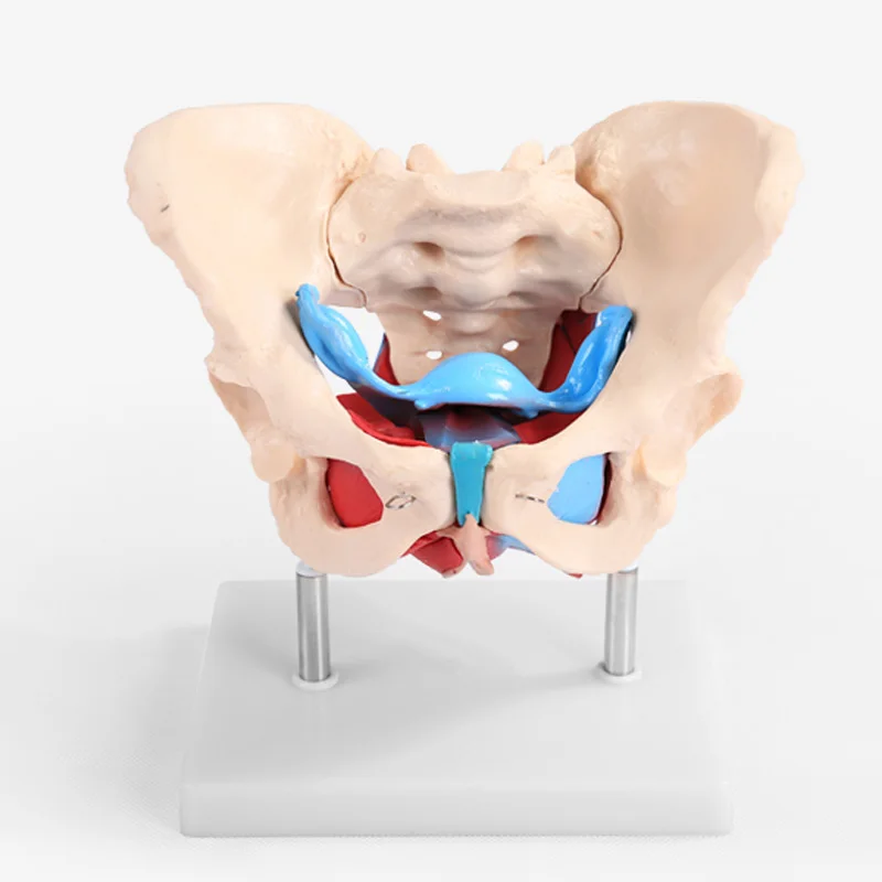

Natural Size PVC Medical Teaching Anatomical Skeleton Model Female Pelvis with Pelvic Floor Muscle Model BIX-A1037