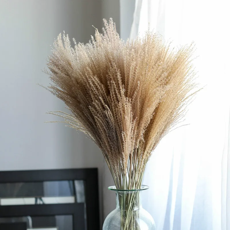 

Reed Grass Dried Flowers Natural Plants Eternal Flowers Pastoral Style Window Display Wedding Display Ornament Props Indoor 55cm