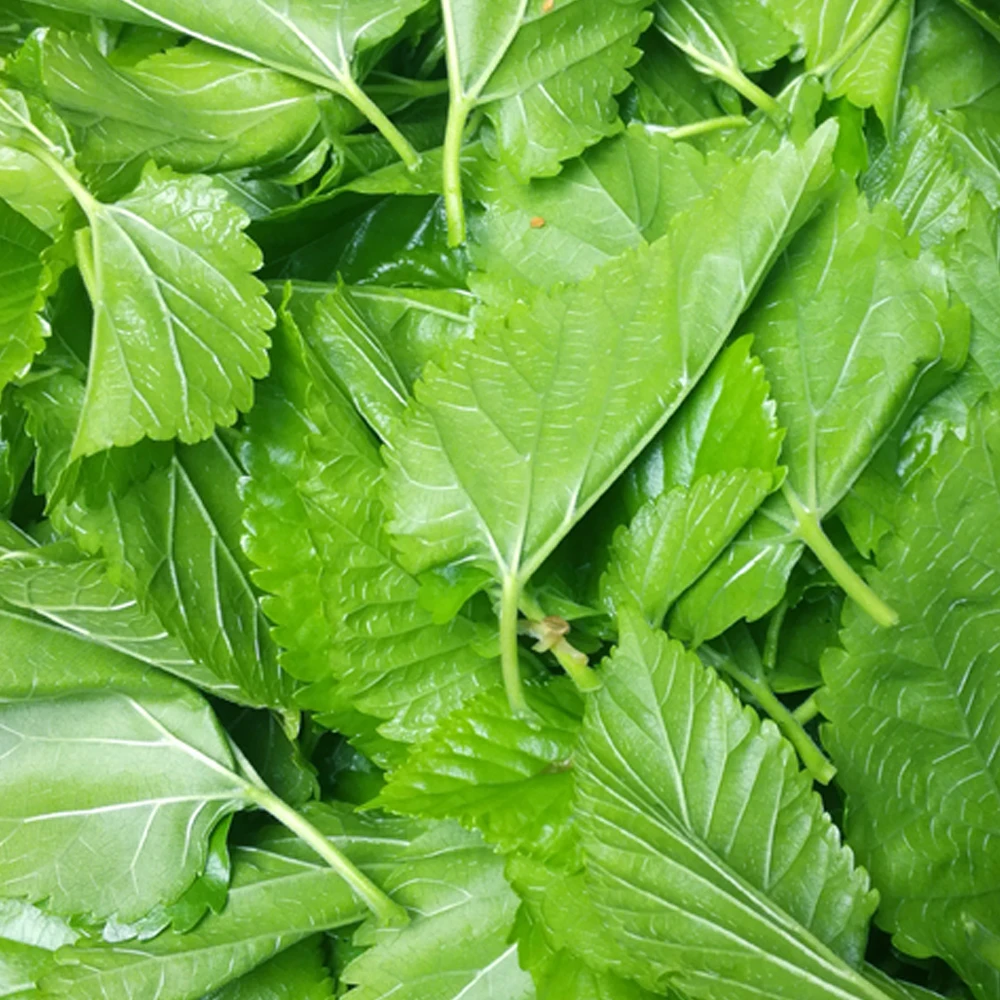 Еда для взрослых шелкопряд маленькие шелковистые червяки Детские Свежие