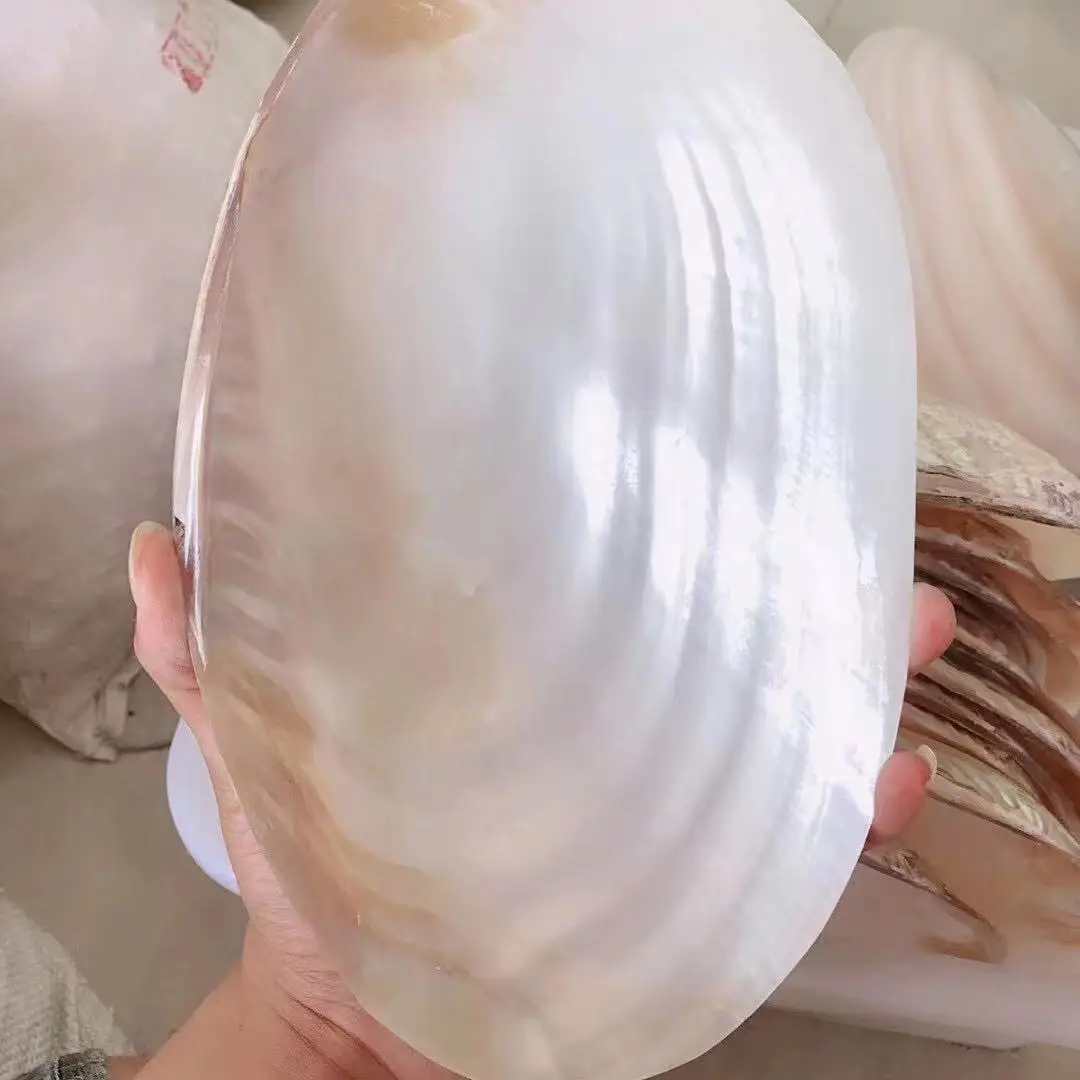 Freshwater Pearl Oyster Shell Big Natural Shell for Pearl Party Show Large Sea Shells Home Decor Pearls/Beads Container ABG038