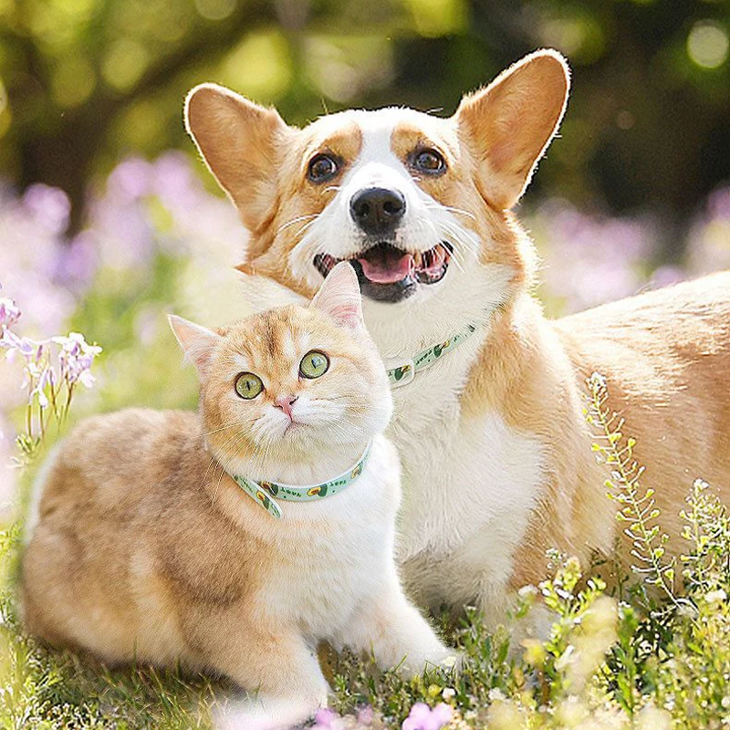 

Flea Collar Cat Dog Tick Personalized Mini Leashes Animals Accessories Customizable Necklace Products Kitten Cartoon Pomeranian