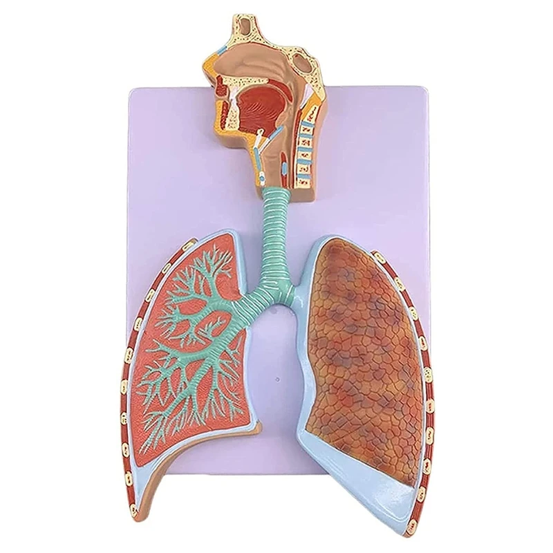 

Профессиональная Модель дыхательной системы человека, анатомическая модель показывает правое бронховое дерево альвеоли, Обучающие модели