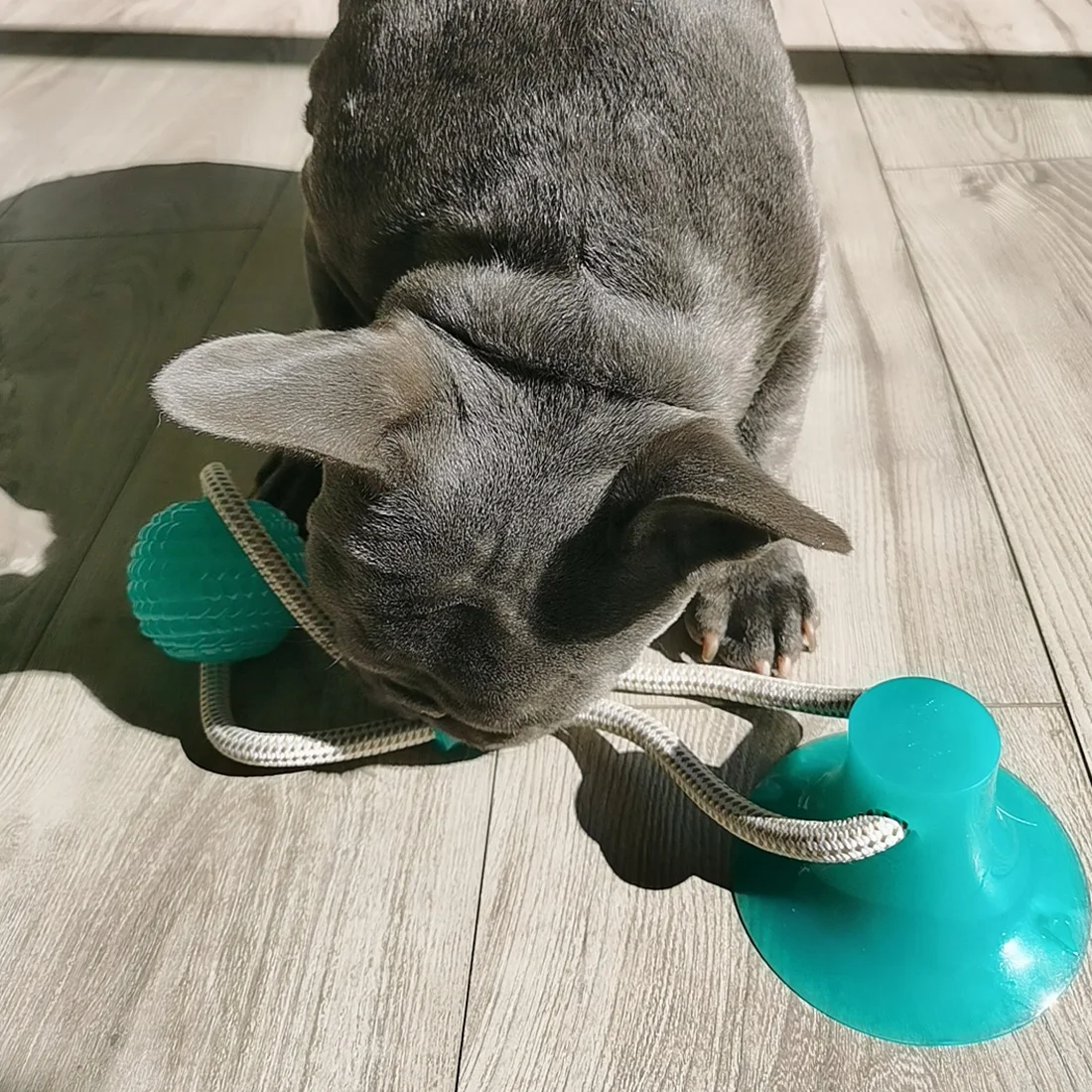 

Dog Interactive Suction Cup Push TPR Ball Toys Elastic Ropes Dog Tooth Cleaning Chewing Playing IQ Treat Toys Pet Puppy Supplies