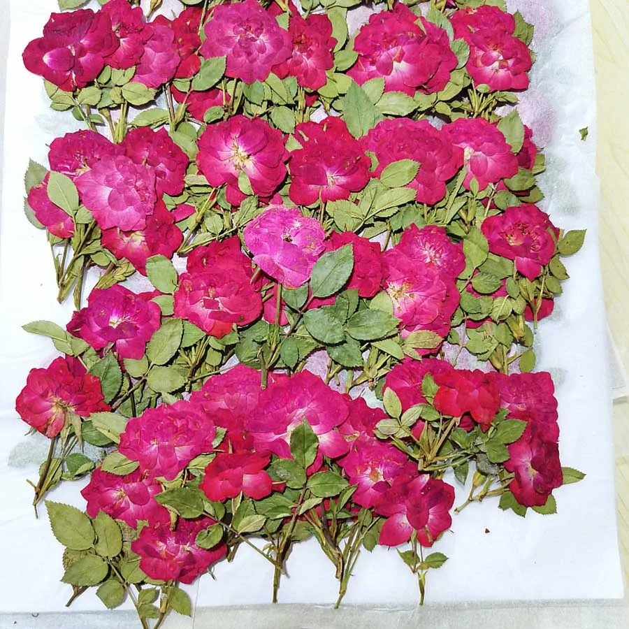 

60pcs Dried Pressed Red Rose Flowers + Leaves Plant Herbarium For Jewelry Postcard Photo Case Bookmark Invitation Card DIY