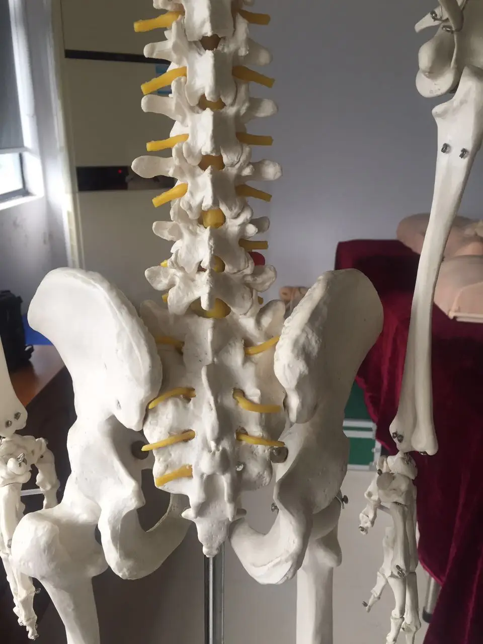 Шиньон 180 см жизнь Размеры модель скелета человека для медицинские товары