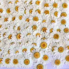 100 шт, настоящие натуральные прессованный высушенный с цветочным паттерном и белым Дейзи с тисненным изображением цветка смолы для украшения ногтей наклейки для макияжа искусство ремесла