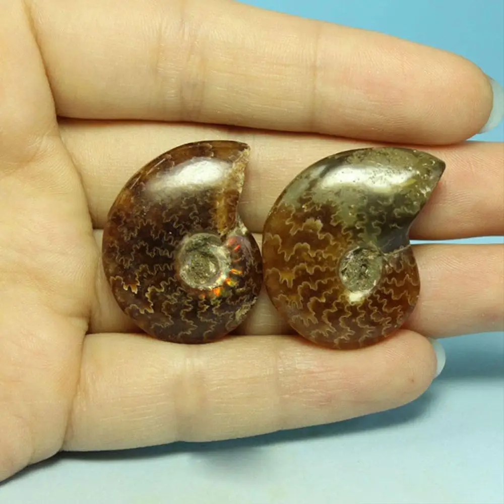 Натуральный Радужный аммонитовый аммолитный амолит 25 30 мм Мадагаскарский
