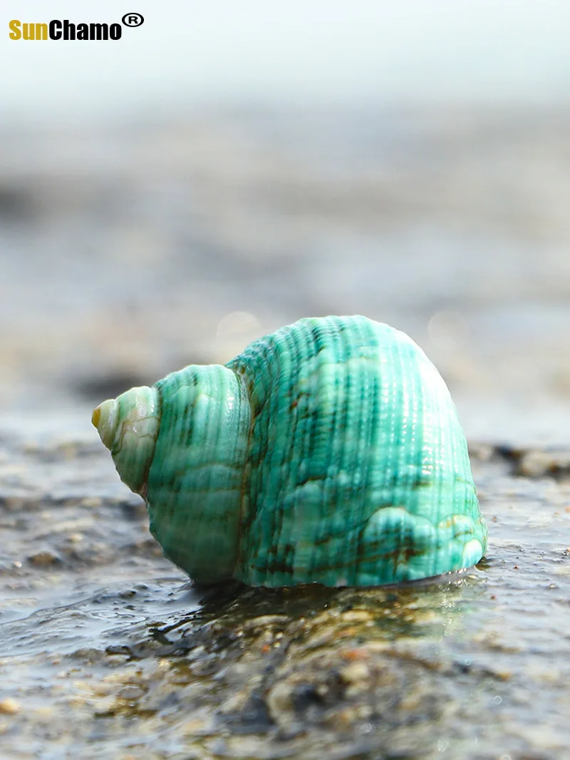 Ракушка из натуральной раковины для рыб-отшельников особые украшения аквариума