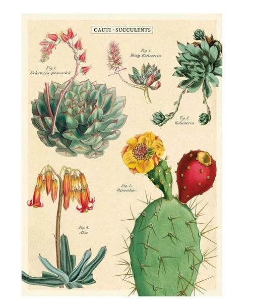 

Succulent Cacti Chart Vintage Style Poster Wall Decor Home Decor Metal Tin Sign