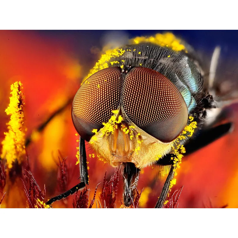 

5D DIY Full Round/Square Diamond Embroidery Housefly Animal Diamond Painting Insect Mosaic Picture Room Decor Art Gift S77