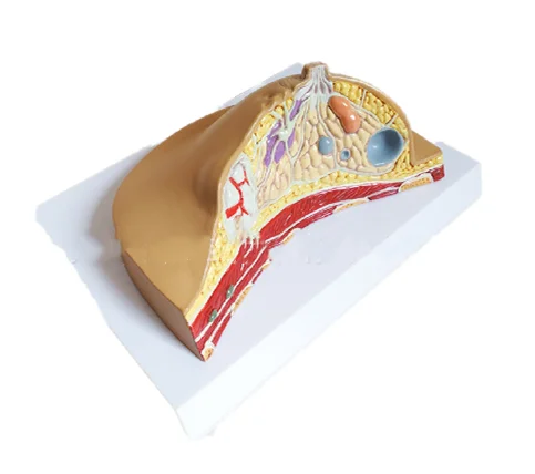 

Обучающая модель патологической анатомии очагов груди