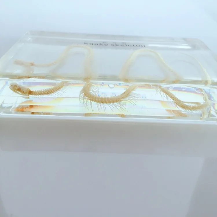 Настоящий образец скелета змеи обучающая модель янтарной смолы животного