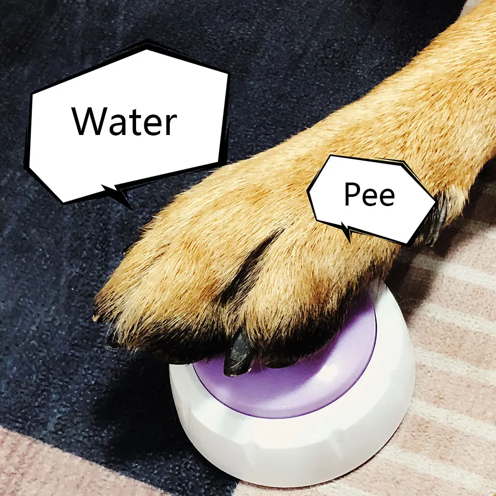 

Pet training can interactively record the speaking button, personalized recordable response buzzer