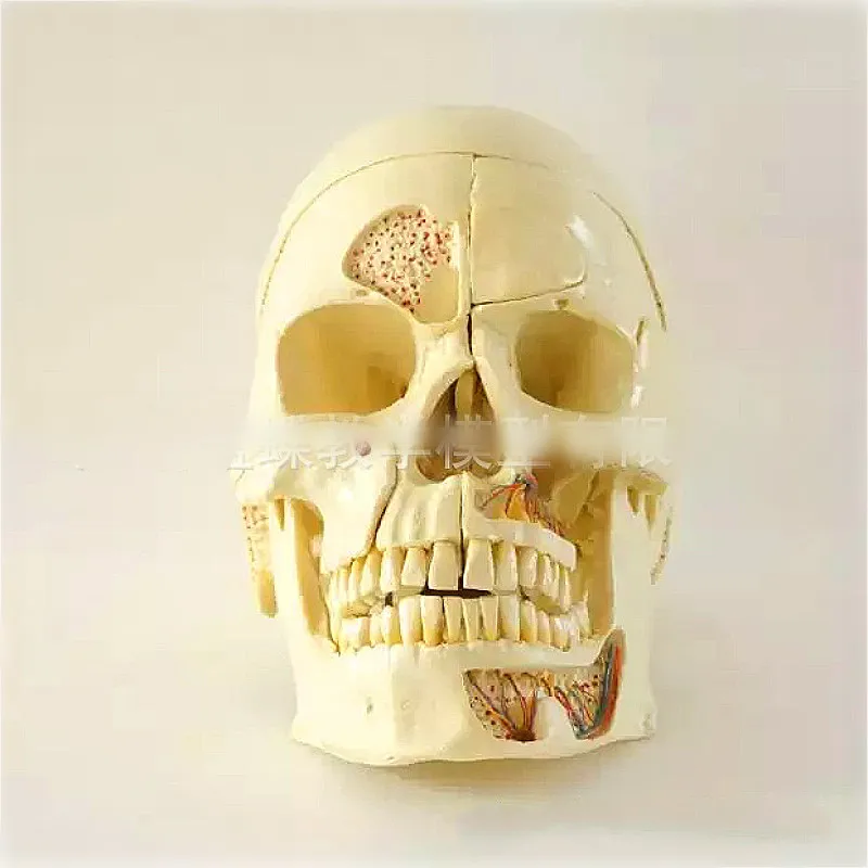

10 parts Dental Skull Skull anatomy of simulated human skull model