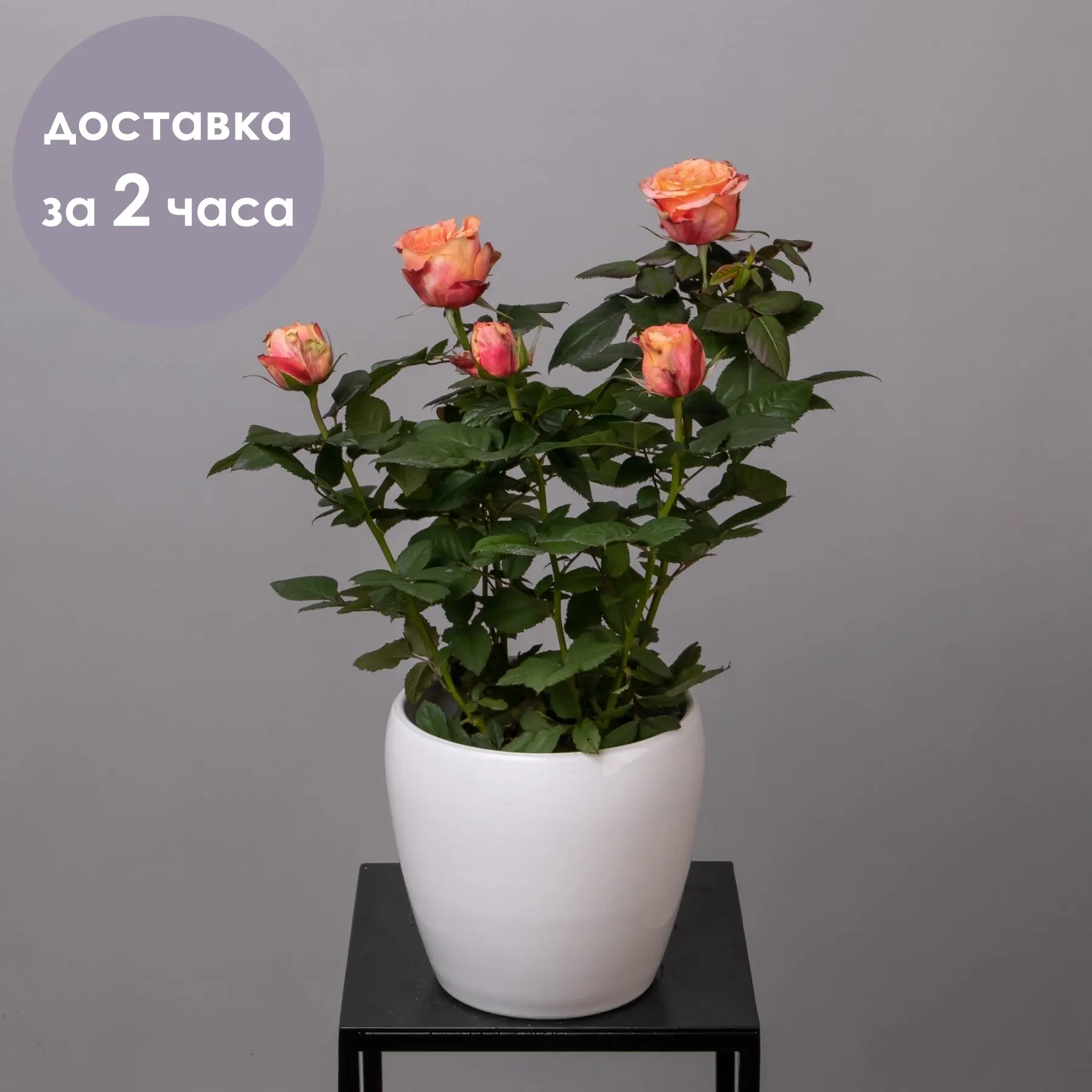 Роза Патио Оранжевая | Дом и сад