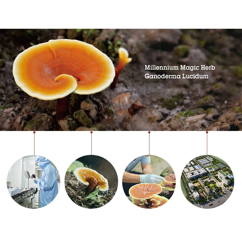 

GANOHERB 5 Boxes Free Delivery Ganoderma Compound Capsule Two Years Cultivation After Three Years Rest Organic Certifications