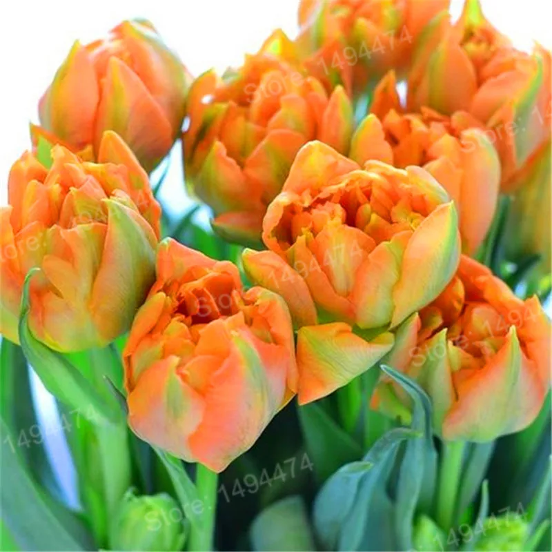 100pcs Tulip flores White Blue Purple mixed color Flower plantas bonsai flower plante colorful plants for home garden