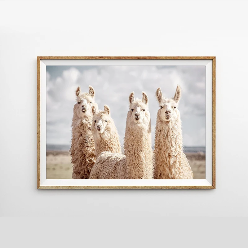 Холст печать домашний Декор животное Альпака черный белый Картина Настенная