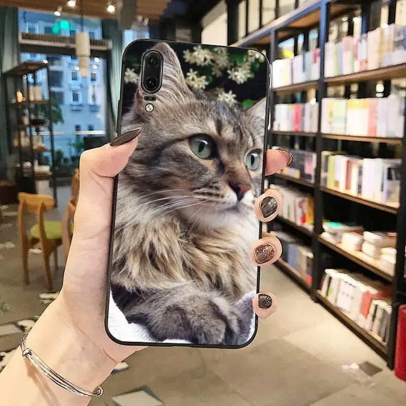 

pet maine coon cat Phone Cases For Huawei honor Mate P 10 20 30 40 Pro 10i 9 10 20 8 x Lite