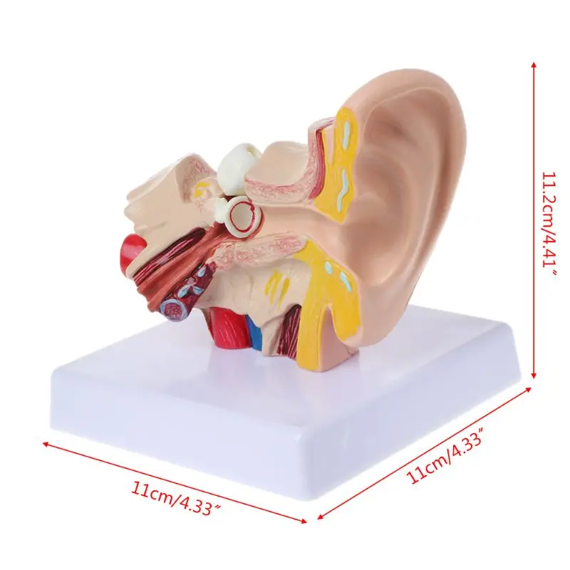 

Medical props model 1.5 Times Life Size Human Ear Anatomy Model OrganMedical Teaching Supplies Professional