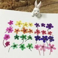60pcs dyed pressed dried mini wildflower flower plants herbarium for jewelry iphone phone case frame making accessories