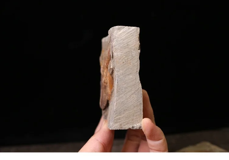 Редкий трилобит метакрифей giganteus Devonian из Боливии трилобиты DinoCrown Insect учебный образец коллекции