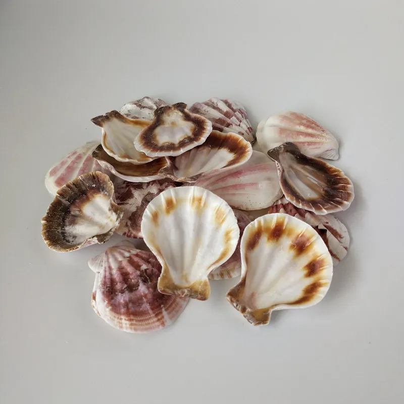 20 шт. цветные морские раковины натуральные декоративные украшения|Ракушки и