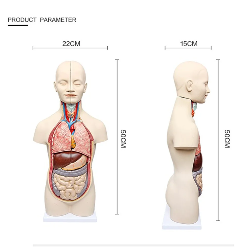

50cm 3D Human Anatomy model Human torso Assembly Model Visceral Anatomical Model