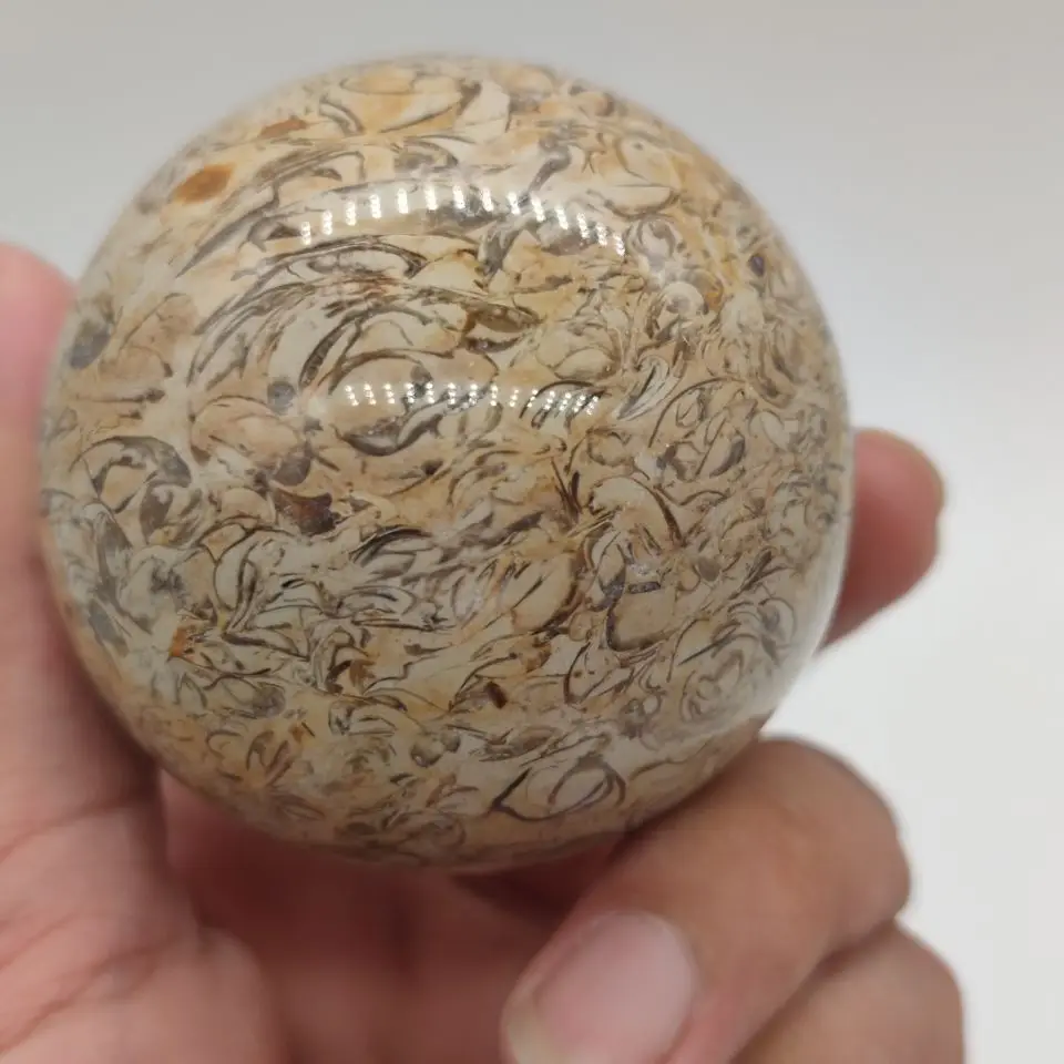 Динозавр костяная Сфера динозавр натуральный ископаемый Агат декоративный