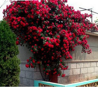 Rosa, альпинизма, растения, polyantha Rose, платье с цветочным узором в китайском карликовые деревья, альпинизма, розы, сад, 200 шт./пакет - Цвет: 11