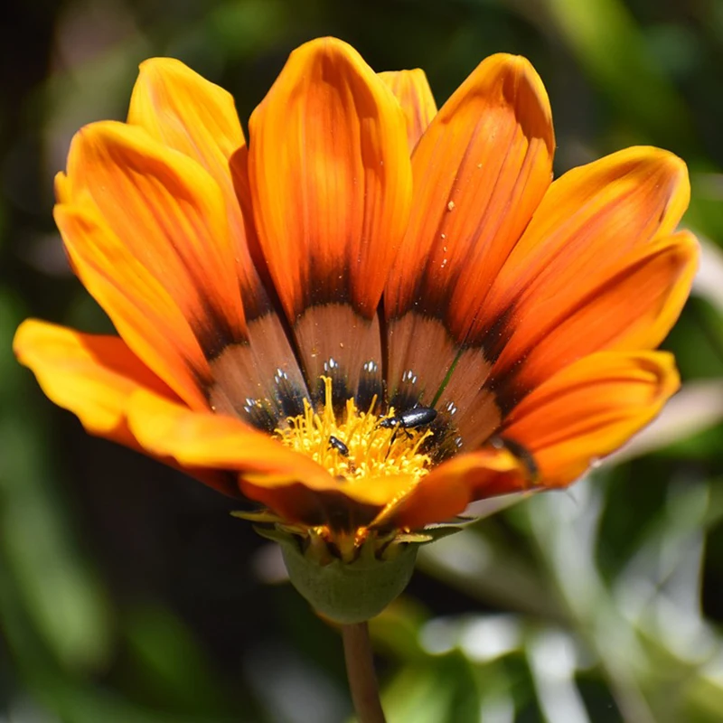 Алмазная живопись 5D сделай сам с поперечными вышитые цветы украшением в виде