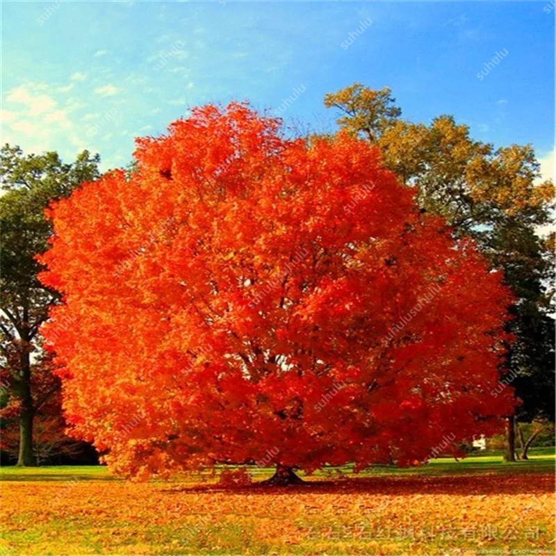 10 шт. искусственный дуб | Дом и сад