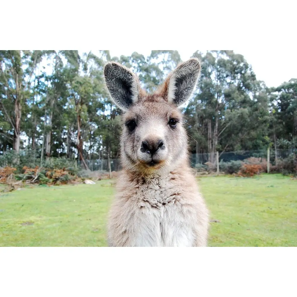 Ленивый коала Алмазная картина Австралия животные кенгуру попугай Magpies Meerkat 5D