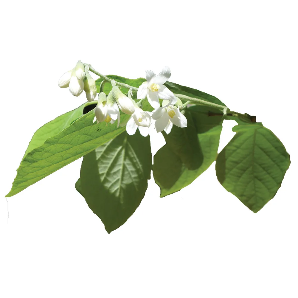 Эфирное масло Styrax от бренда AKARZ натуральное косметика свечеобразные