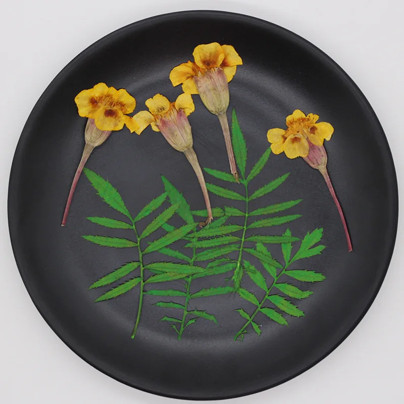 250 шт. размер: 4-6 см прессованный высушенный Tagetes Patula L. В форме цветка + листьев