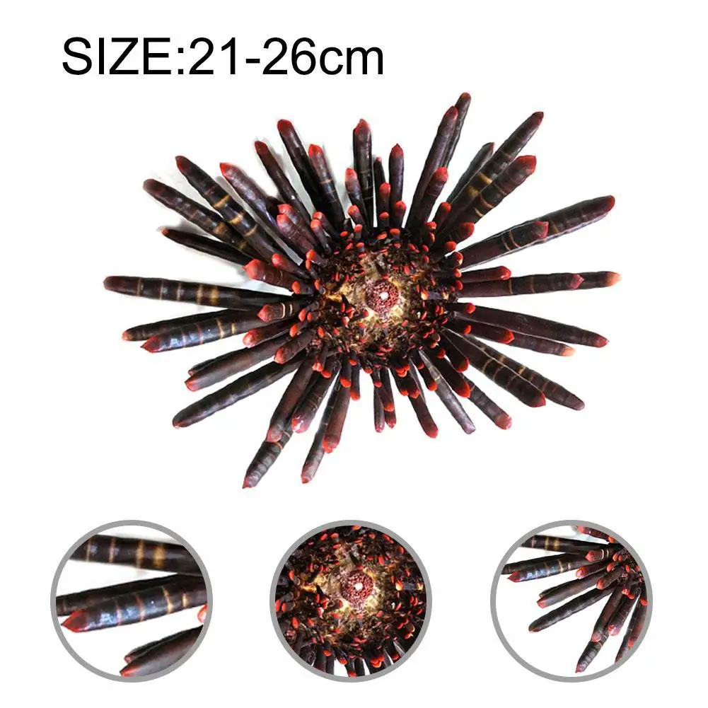 

Natural Sea Urchin Shell Specimen Window Red Daisy Specimen Spiro Spiro Sea Shell Decorationcowrie Shell Living Room Decoration