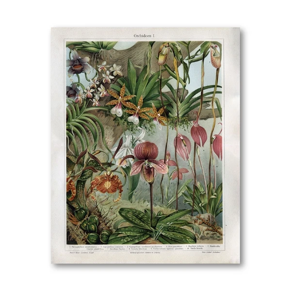 

Retro Plant Poster Orchid Canvas Printmaking Snapdragon Antique Flower Plant Painting Picture Wall Artist Home Academic Room Wal