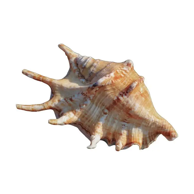 

Natural Spider Snail Landscaping Decoration Fish Shells Tank Simulation Coral Aquarium Conch Ornaments