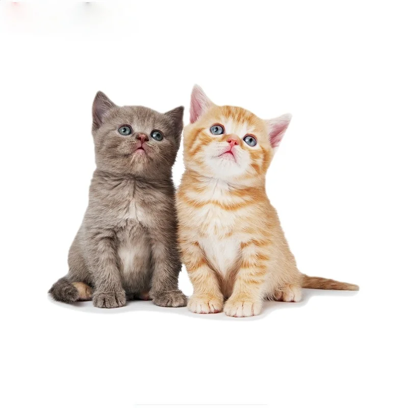 

Three ratels FTC-765# 17X13CM cute lovely British cat kitten window wall auto motorcycle car sticker decal 17cm*13cm