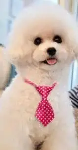 100 шт./лот горячая Распродажа цветной для домашних животных собак щенков