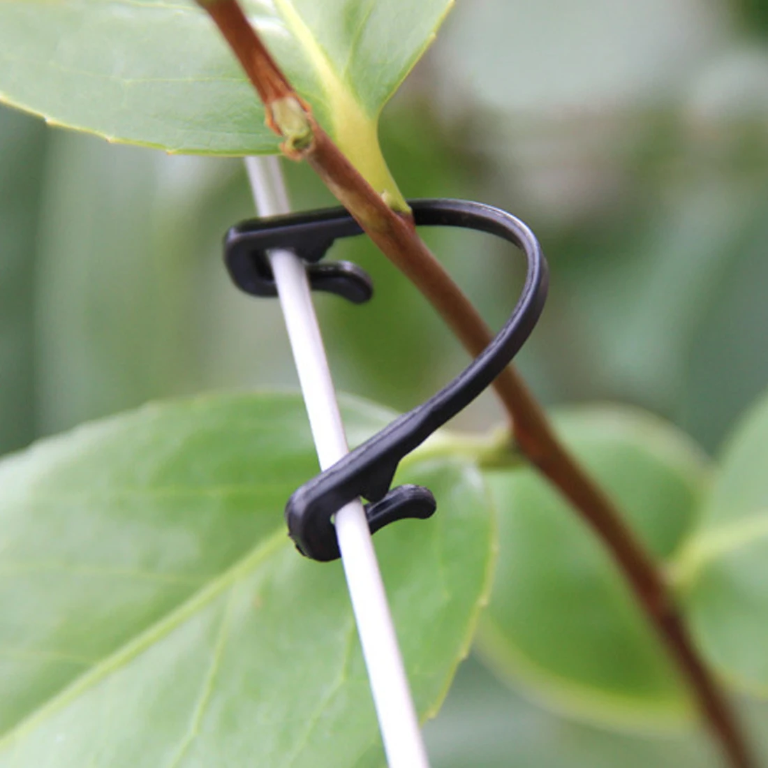 Прямая доставка Горячая 50 шт виноград прививка зажимы растения зажим