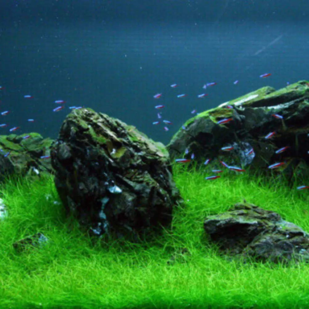 Живой зеленой шарик из морской водоросли моделирование растений в аквариуме