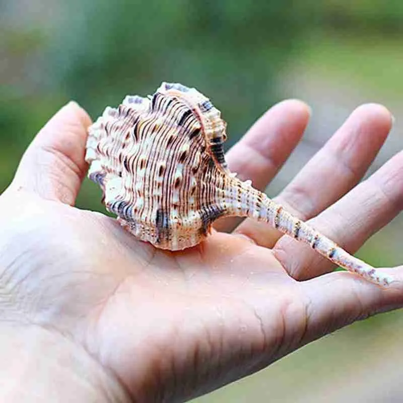 10-12 см коричневая натуральная трубка снайперский череп улитка аквариум